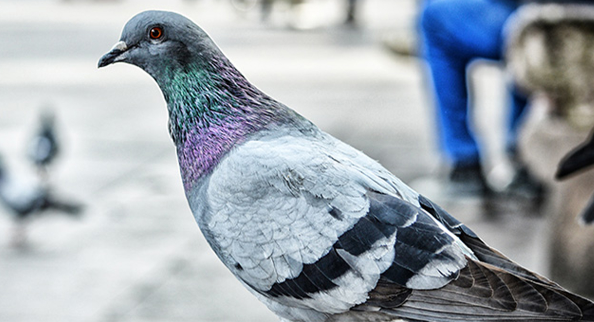 Pigeon Close Up Perching