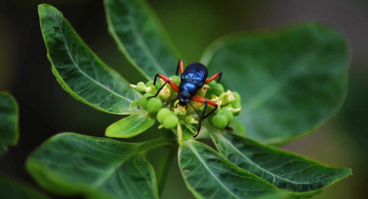 Copra Beetle