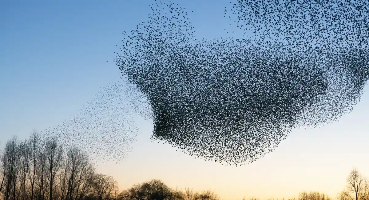 Una gran bandada de estorninos volando