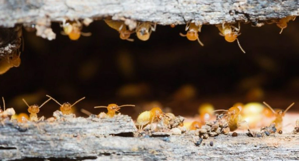 close up of termite worker