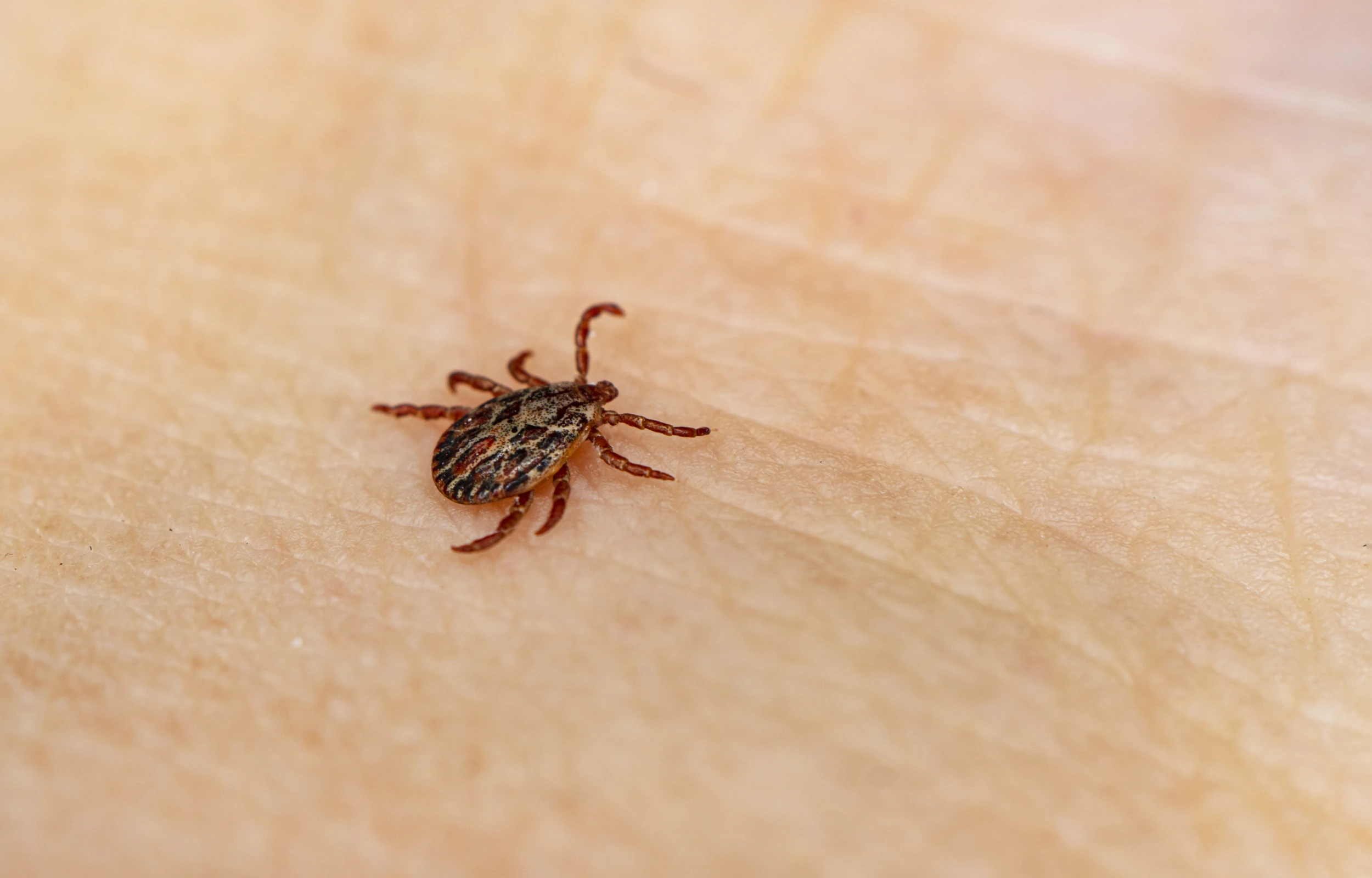 Dangerous Blood Sucking Insect Small