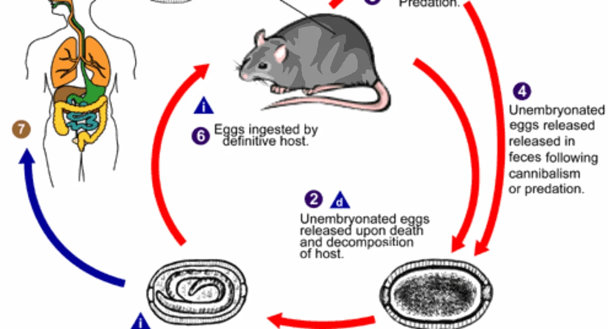 calodium cdc infographic