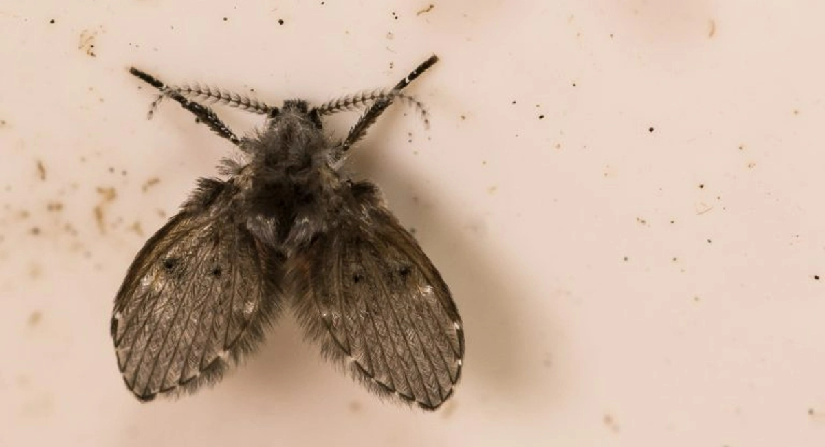 Psychodidae