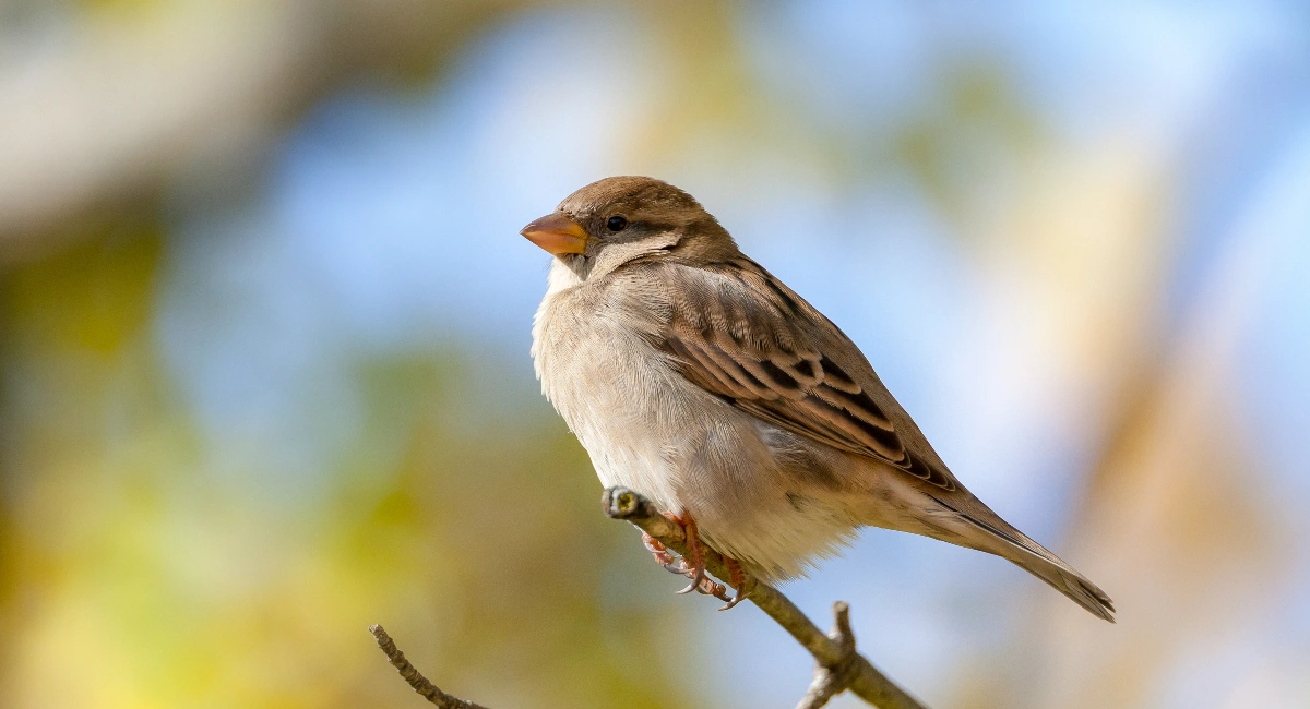 Sparrow