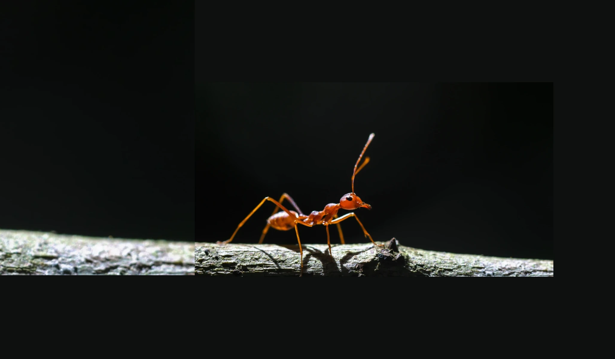 Israeli builder ant