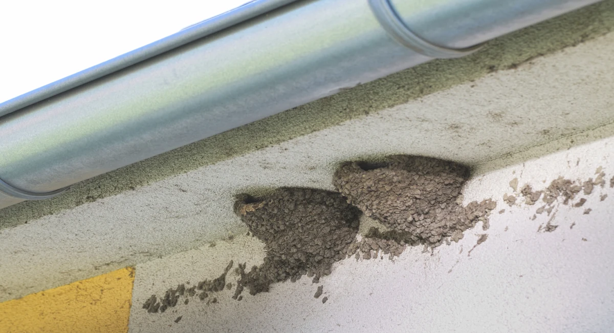 Birds nests under a gutter