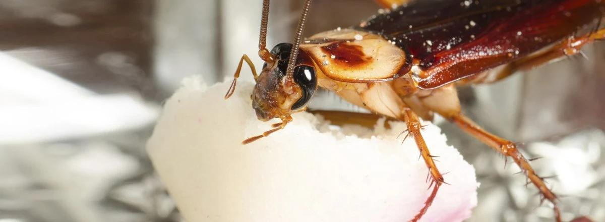 cucarachas en la comida