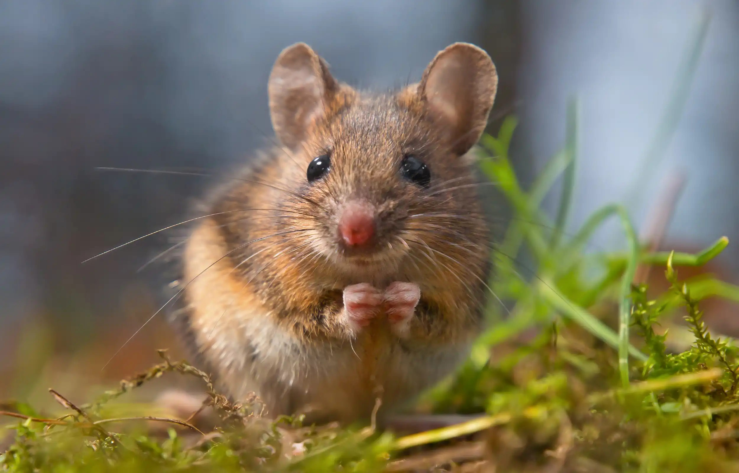 Apodemus sylvaticus