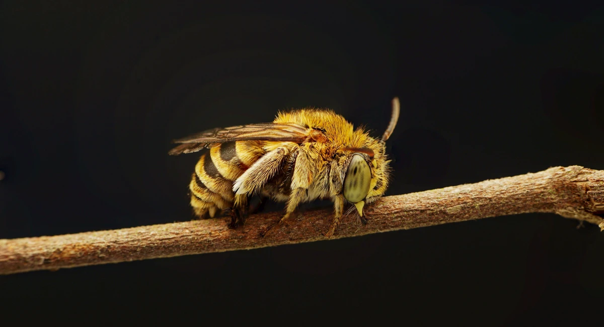 Amegilla sp.