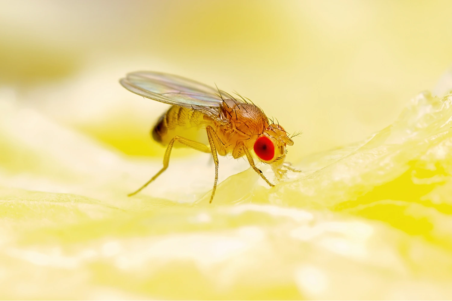 Drosophila