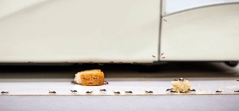 Mieren in de keuken