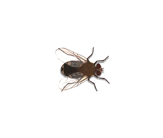 mosca domestica pequena