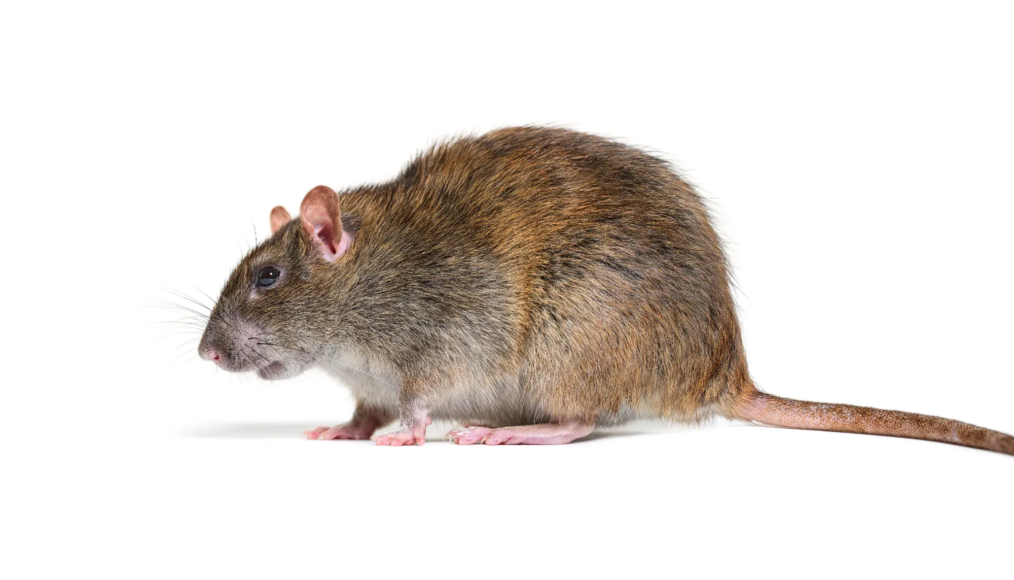 rat brun