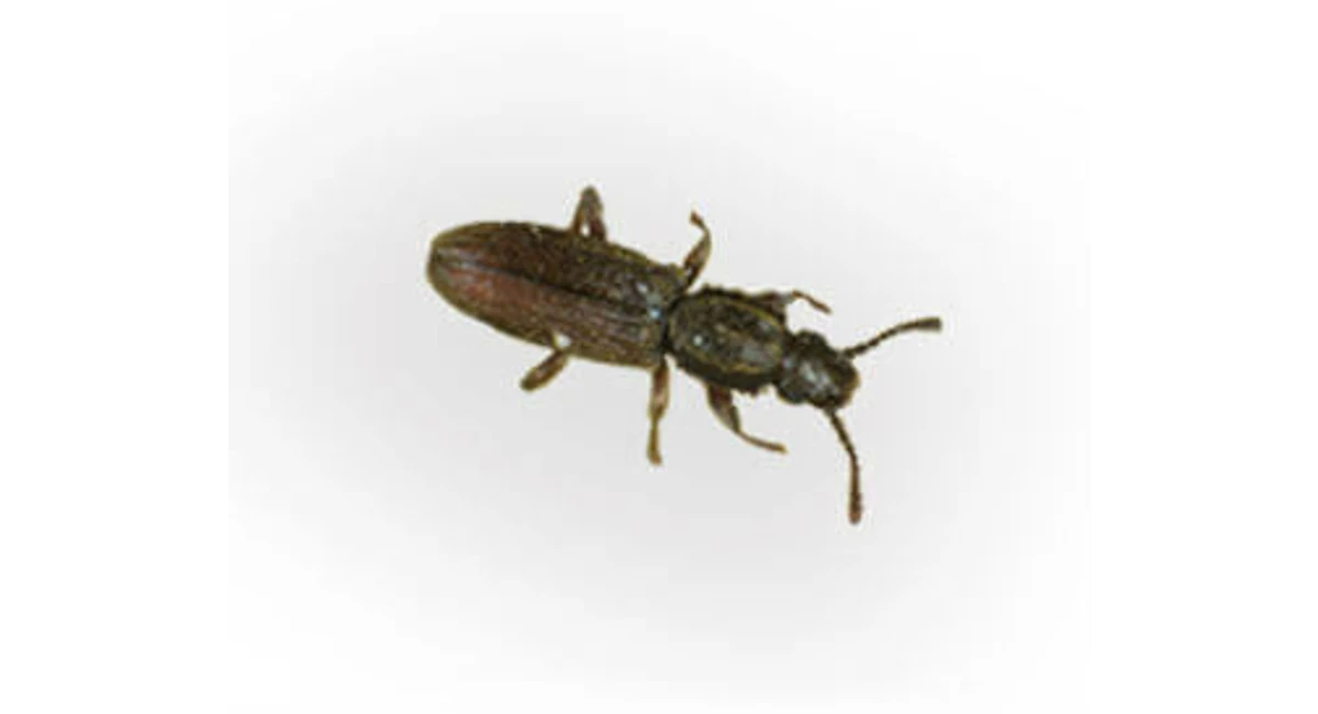 Two-toothed longhorn borer