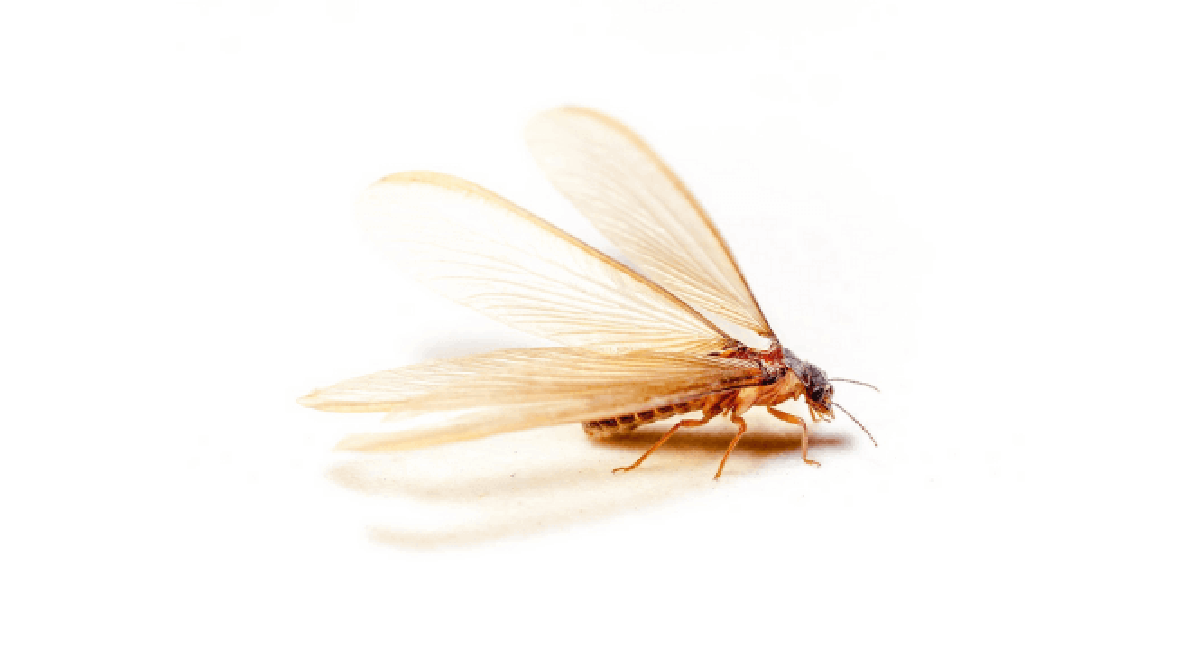 termite