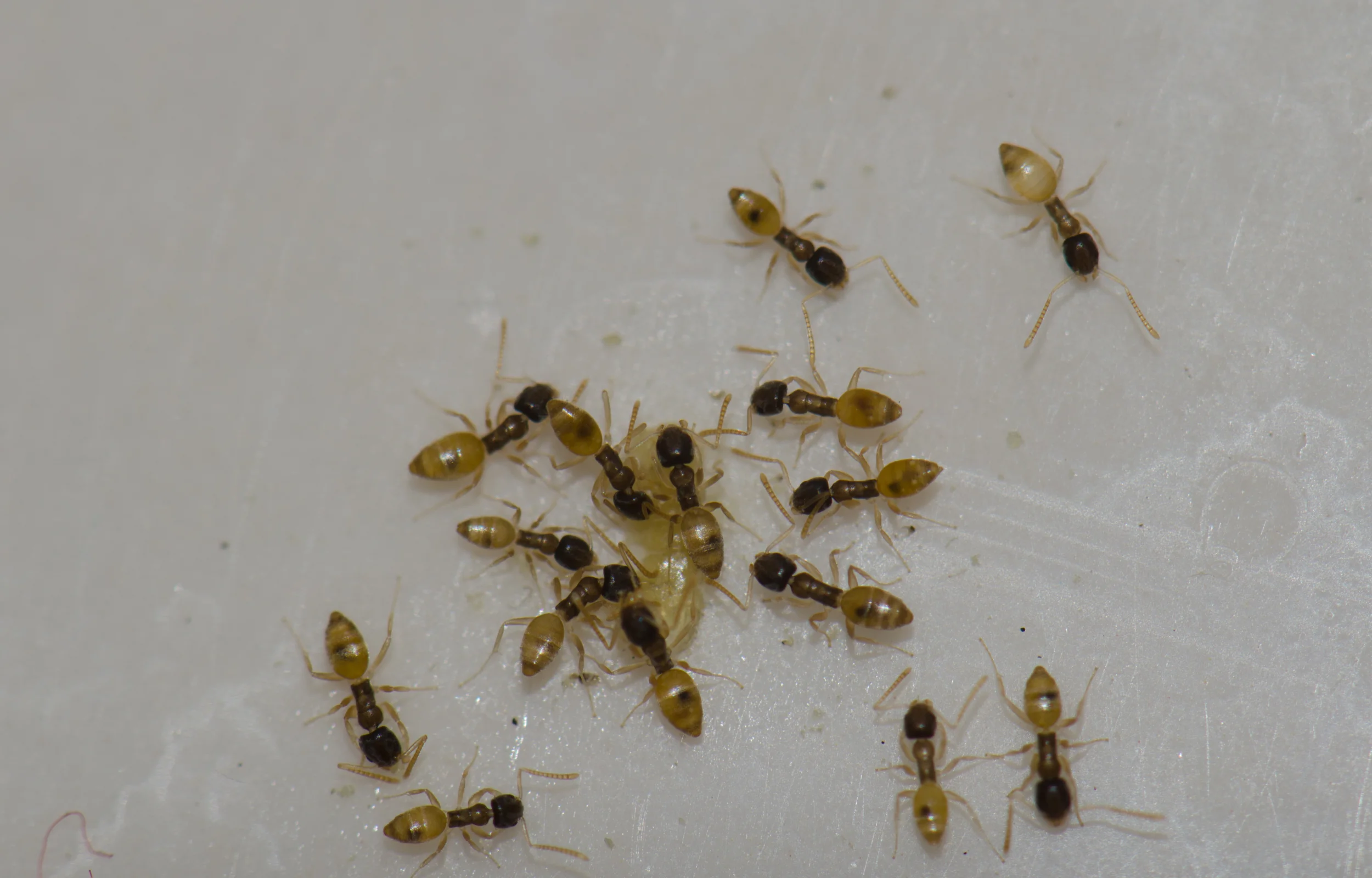 Ghost ant