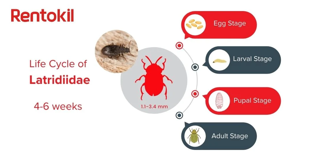Life cycle of Latridiidae in four stages
