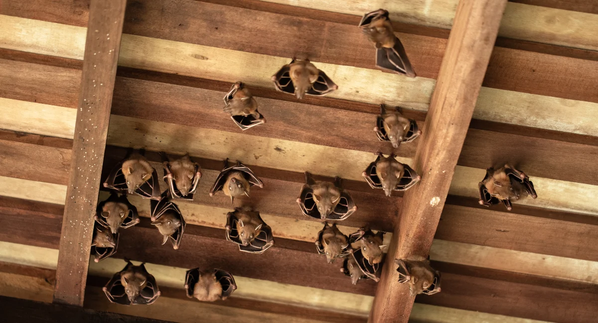 bats