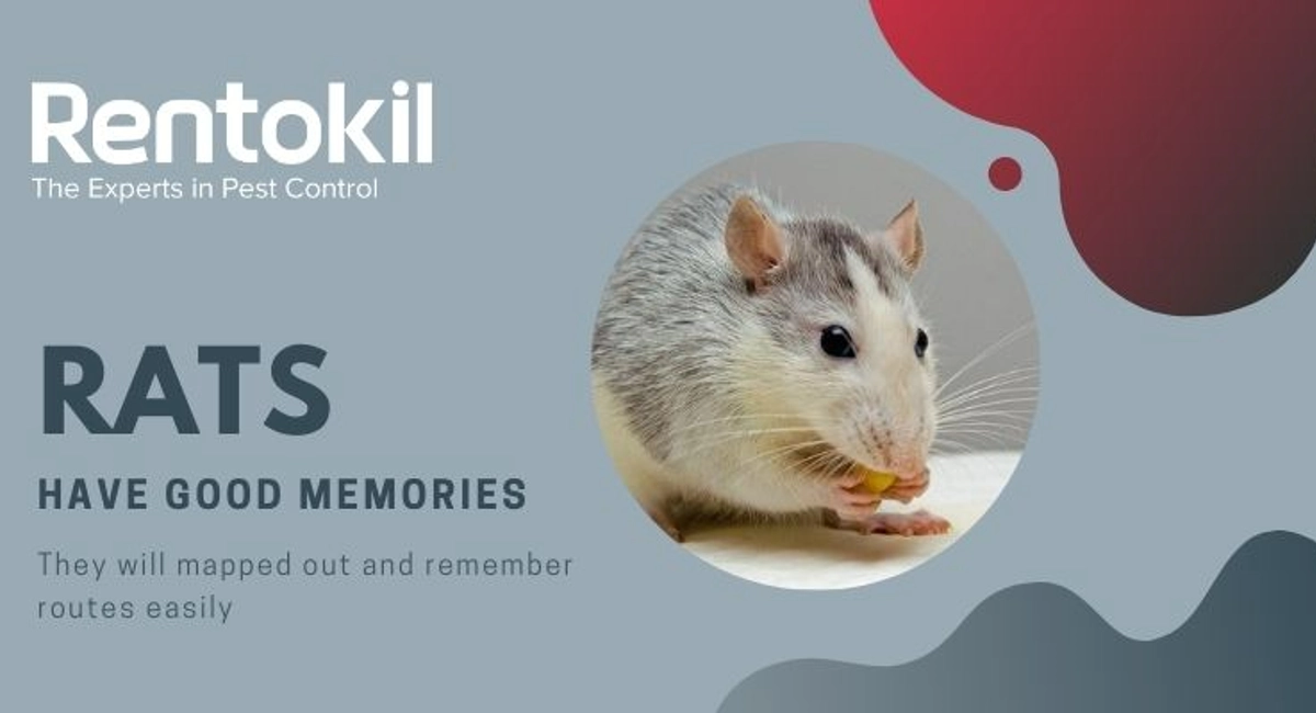 Debugged Blog 5 Reasons Why Pest Control is Critical During COVID Rats Are Intelligent And Agile