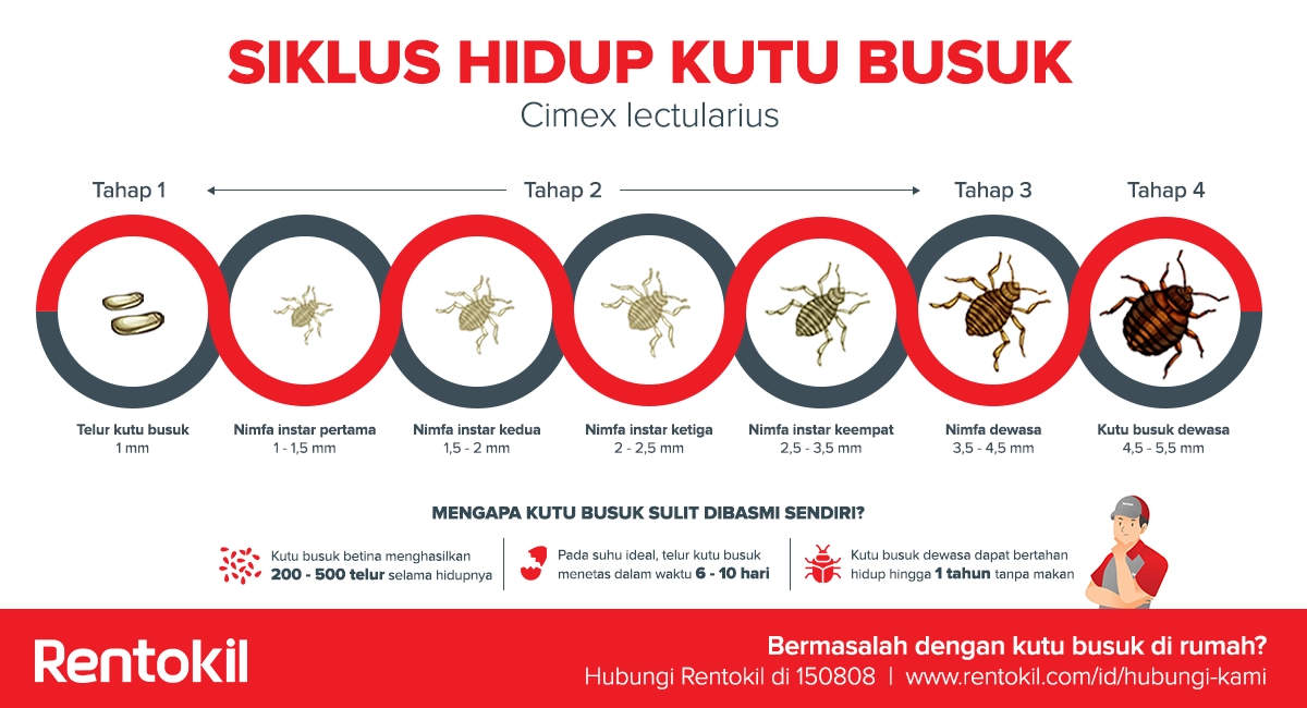 Gambar siklus hidup kutu busuk