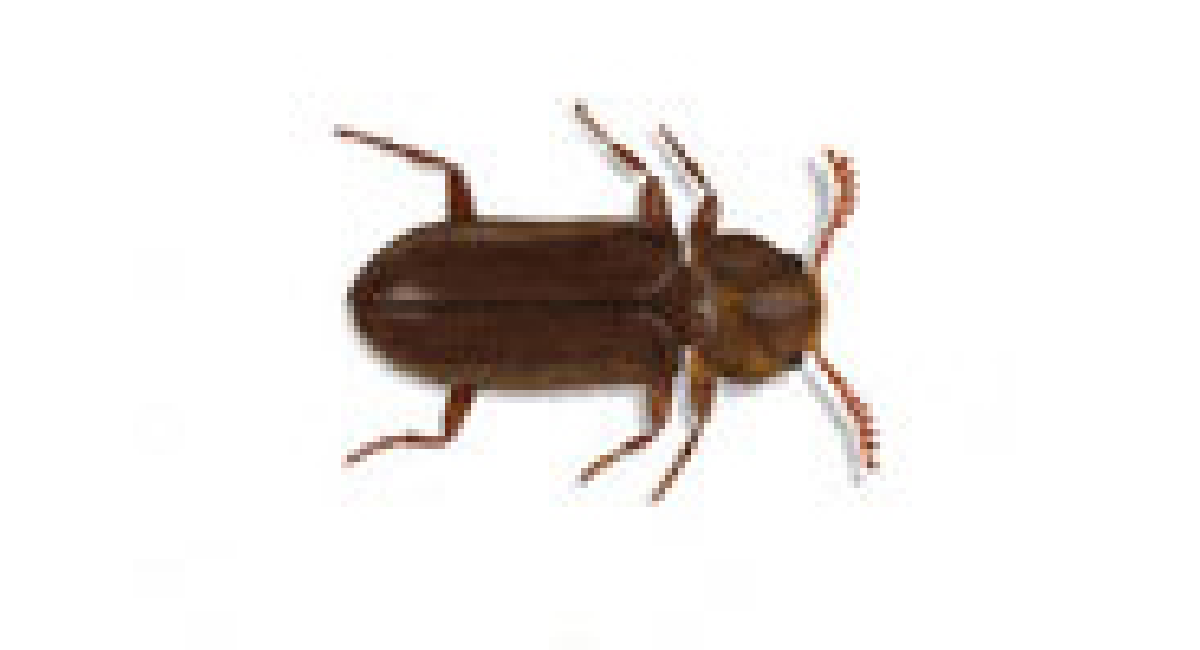 Escarabajo confuso de la harina