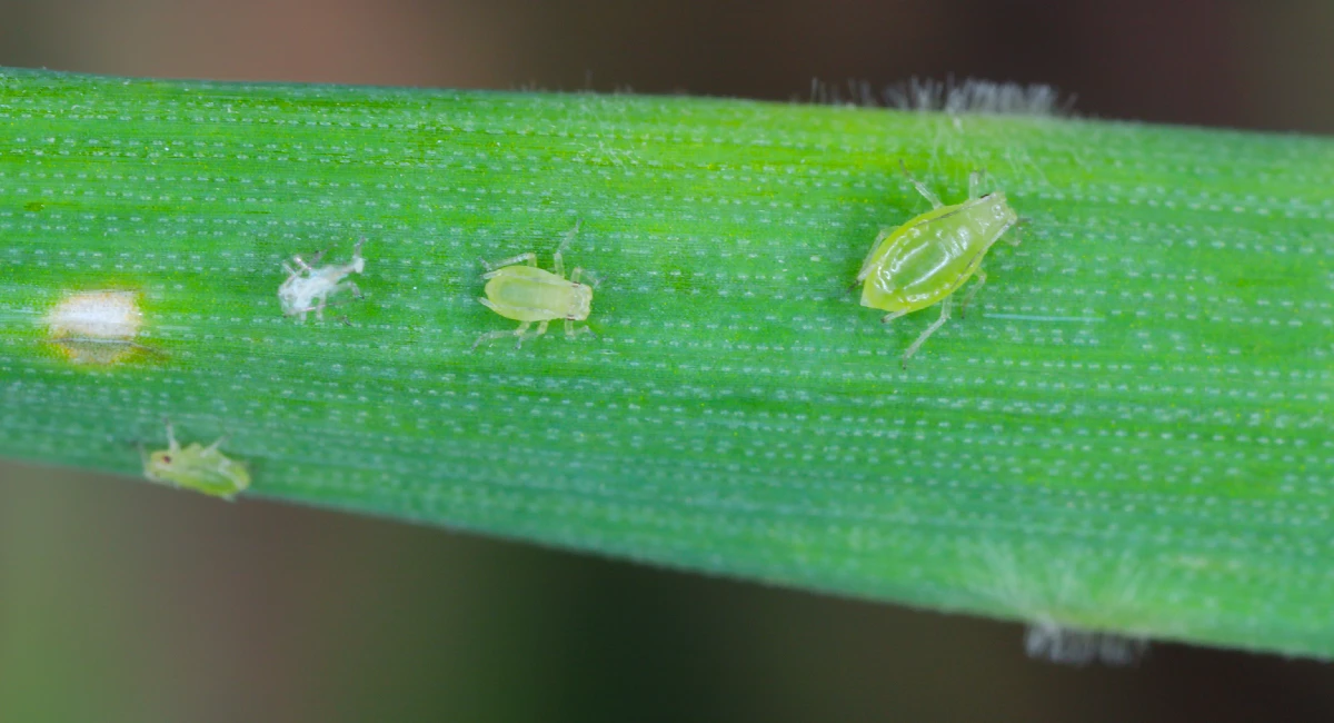 Green peach aphid