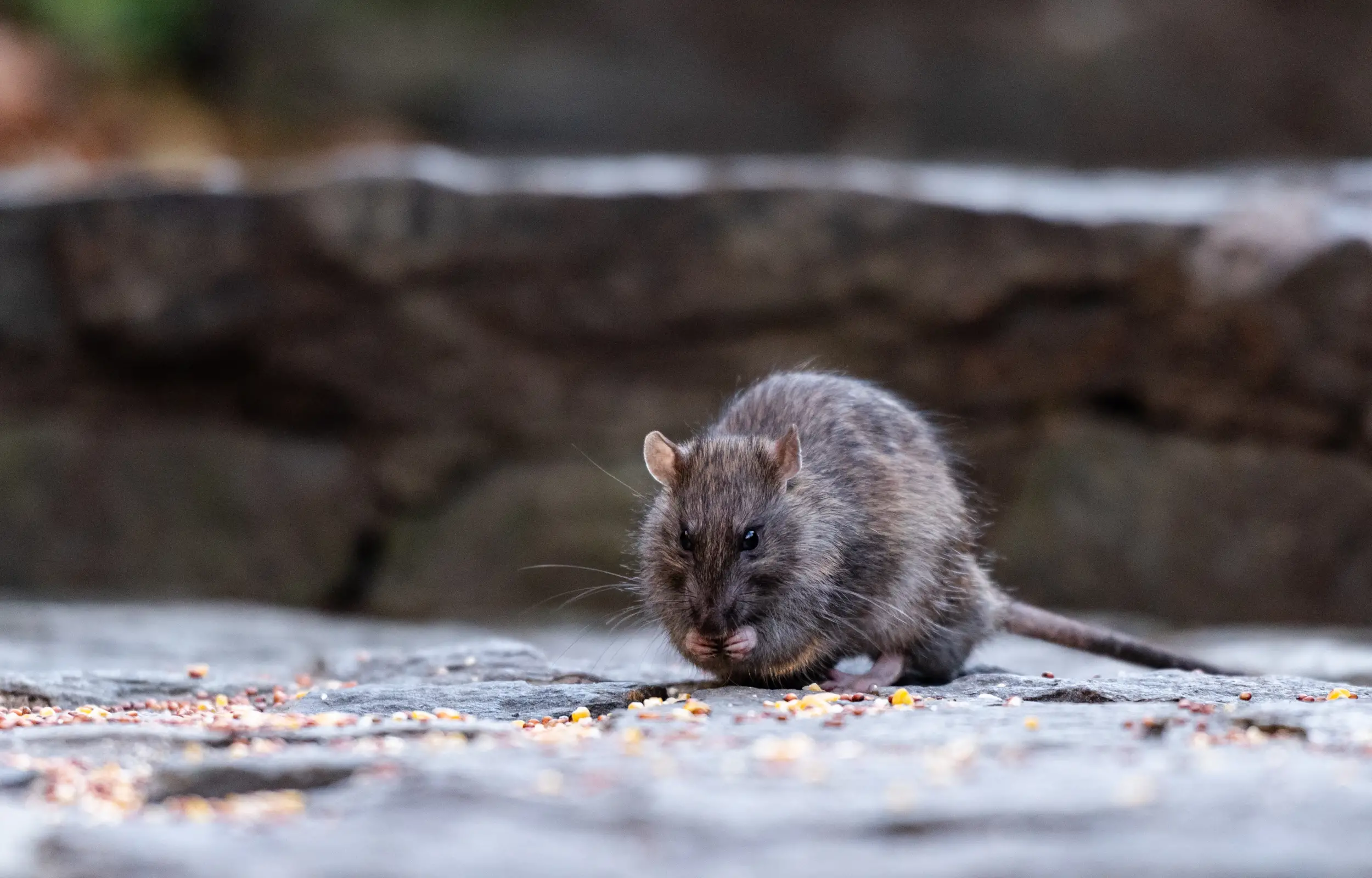 Rat