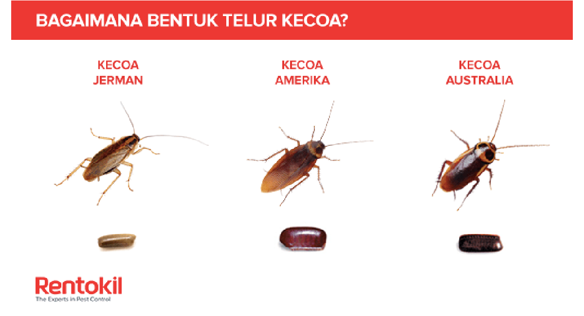 cockroach-eggs