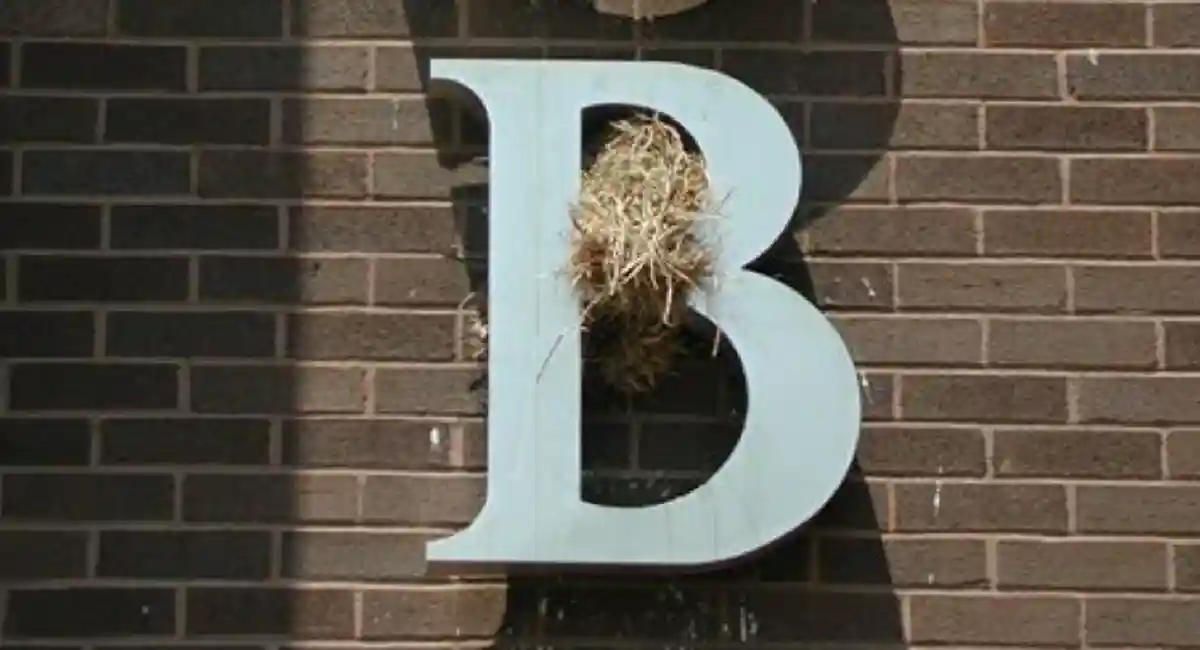 Sparrow nest caught in building sign