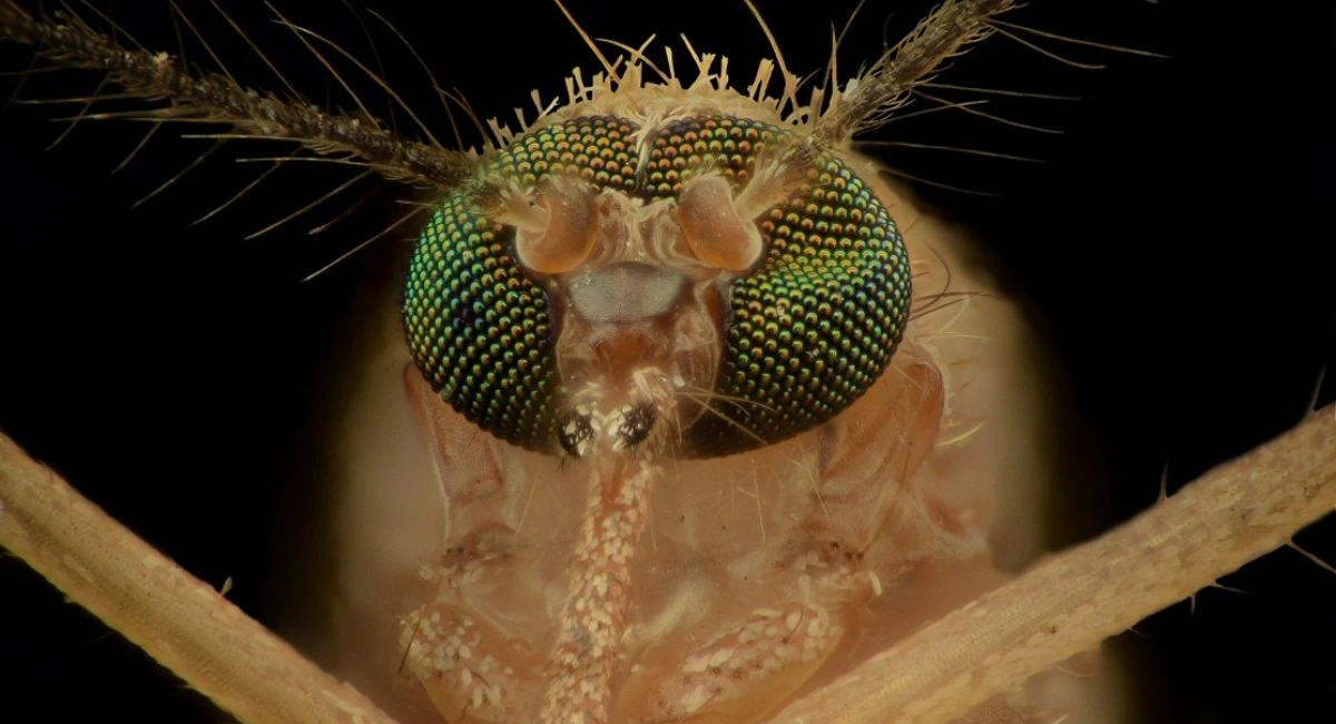mosquito upclose
