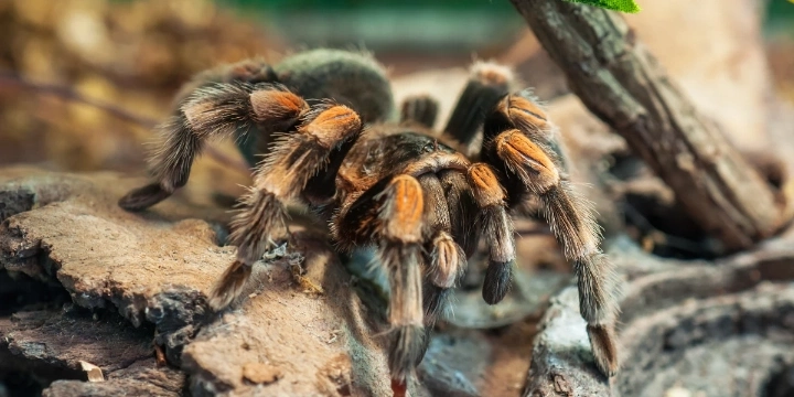 Tarantula