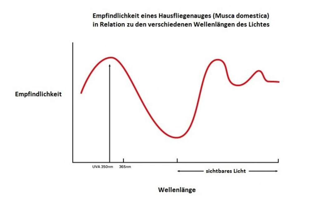 Grafik - Empfindlichkeit des Auges einer Hausfliege musca domestica in Relation zu den verschiedenen Wellenlängen des Lichtes