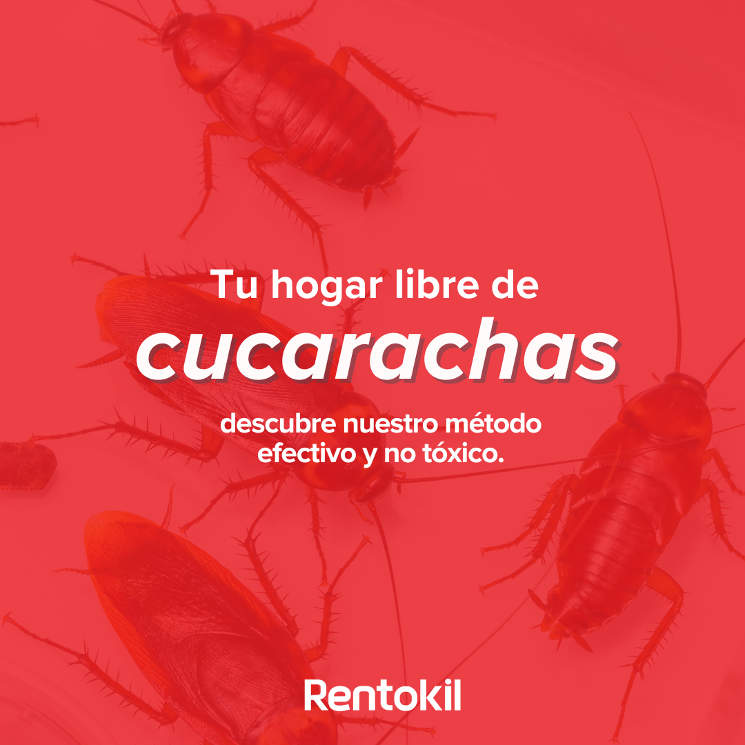 las plagas no tiene oportunidad