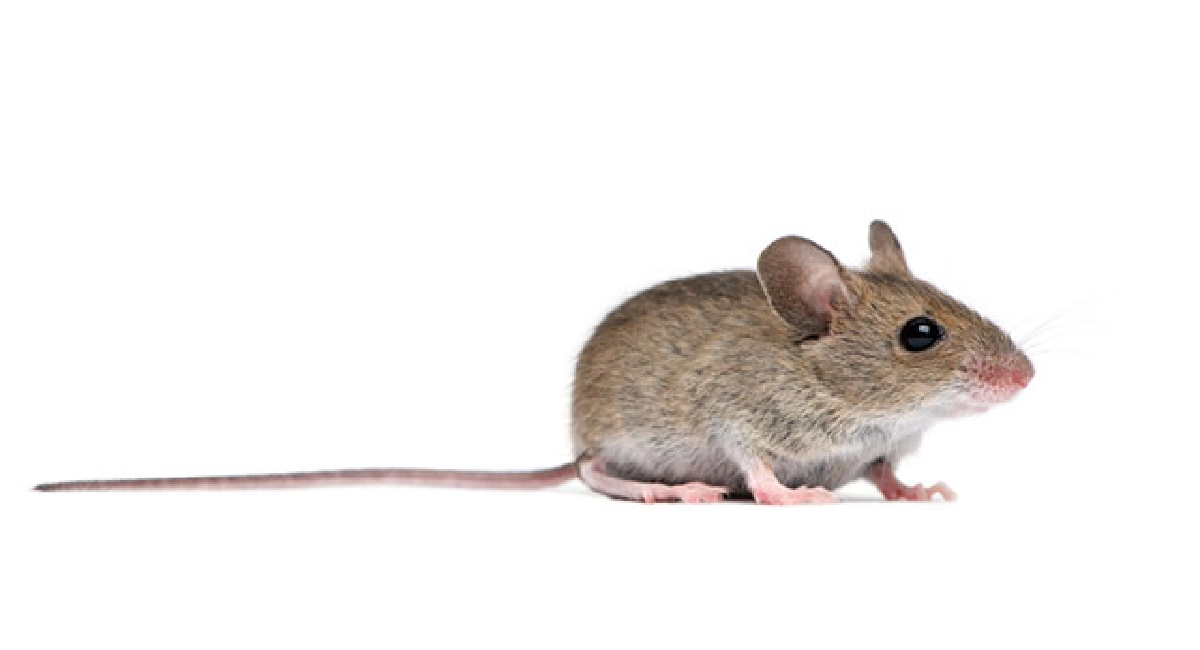 Mice