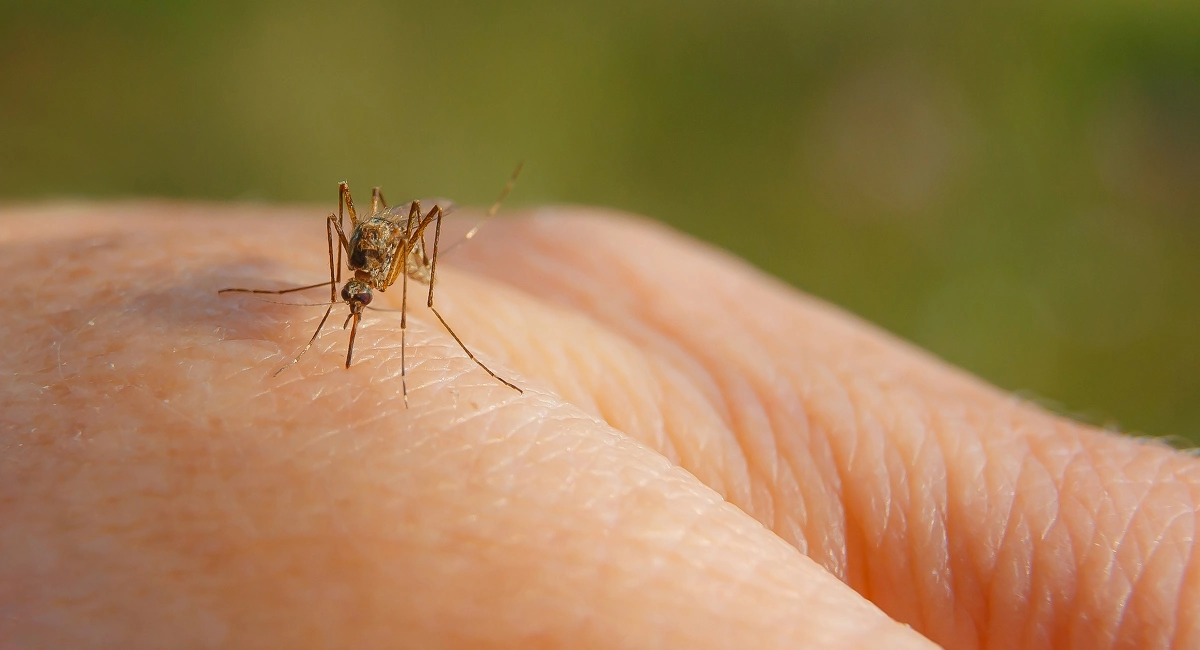 picada do aedes aegypti
