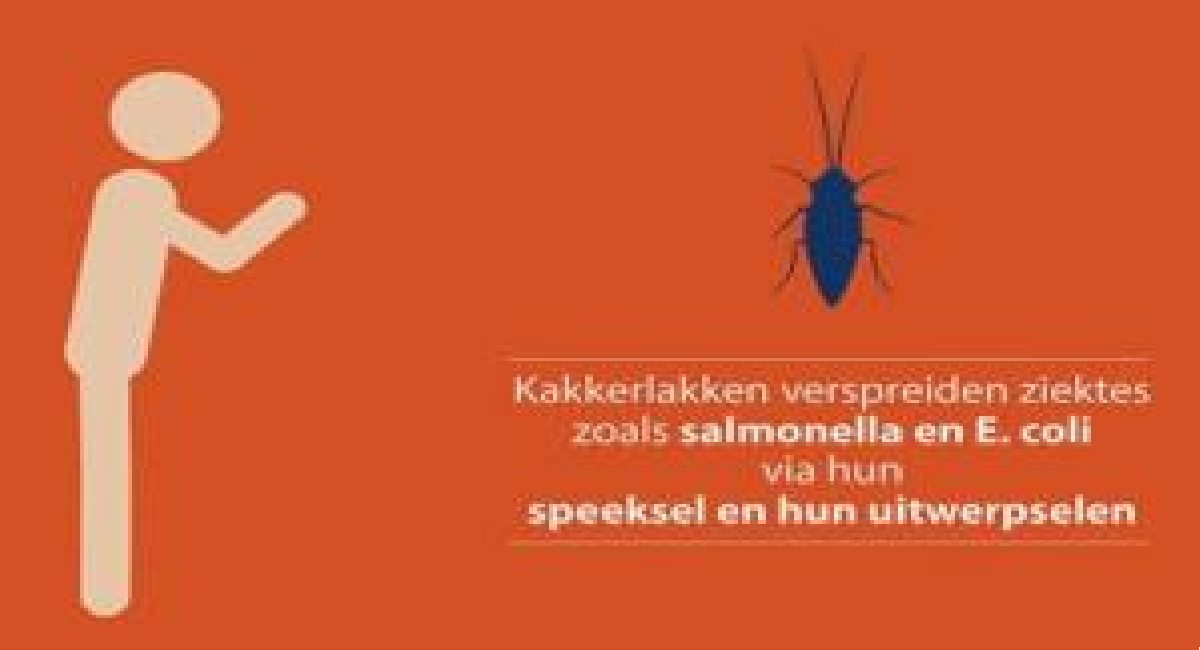 Kakkerlak salmonella en e.coli