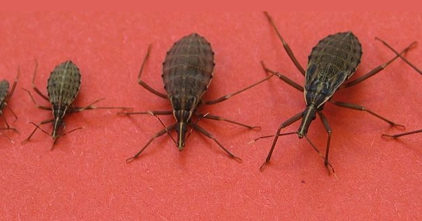 Ninfe e adulti di Tratominae Rhodnius prolixus