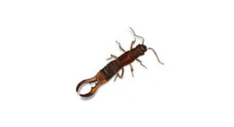 Earwigs