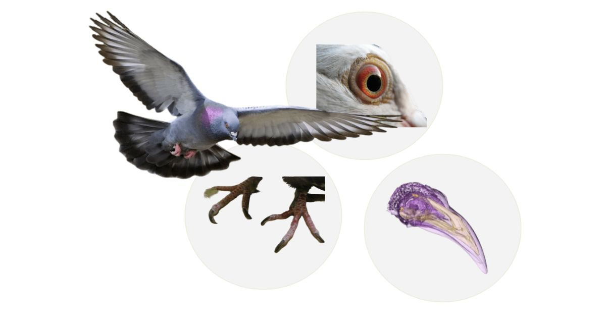 Optical gel para el control de aves plagas
