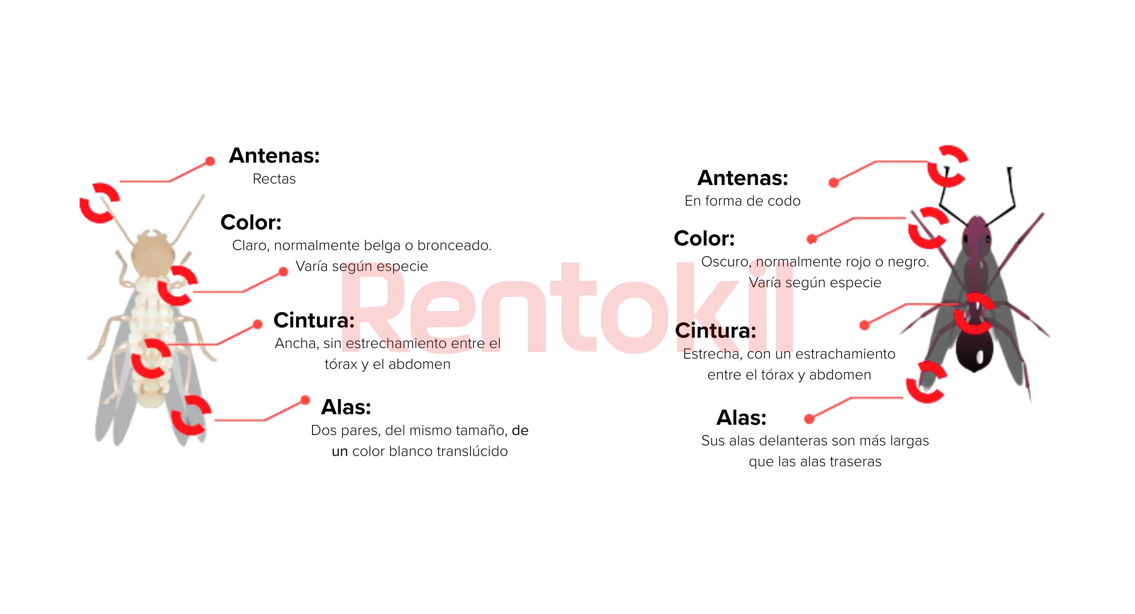 Las-diferencias-entre-una-termita-alada-y-una-hormiga-voladora