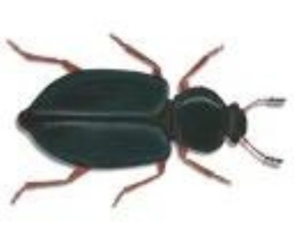 Necrobia Rufipes
