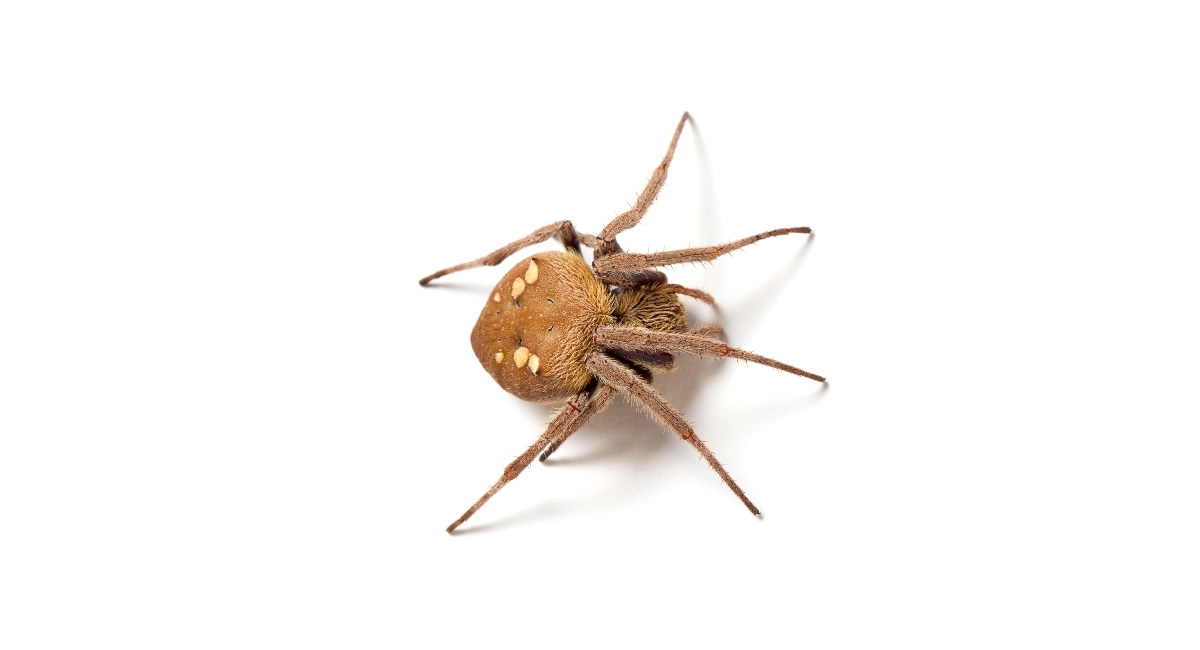 Garden Orb Weaver Spider