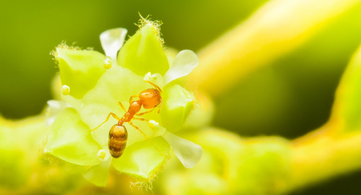 Dwarf moor ant