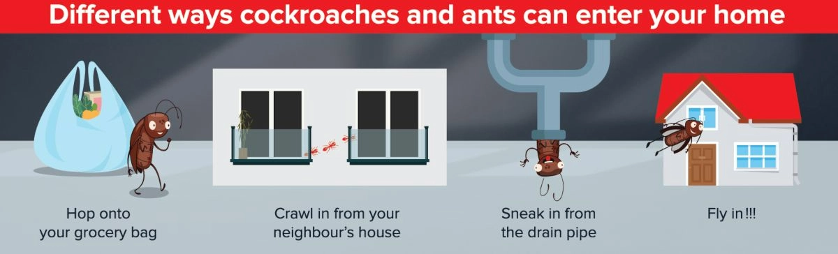 Different way cockroach and ant can enter your home