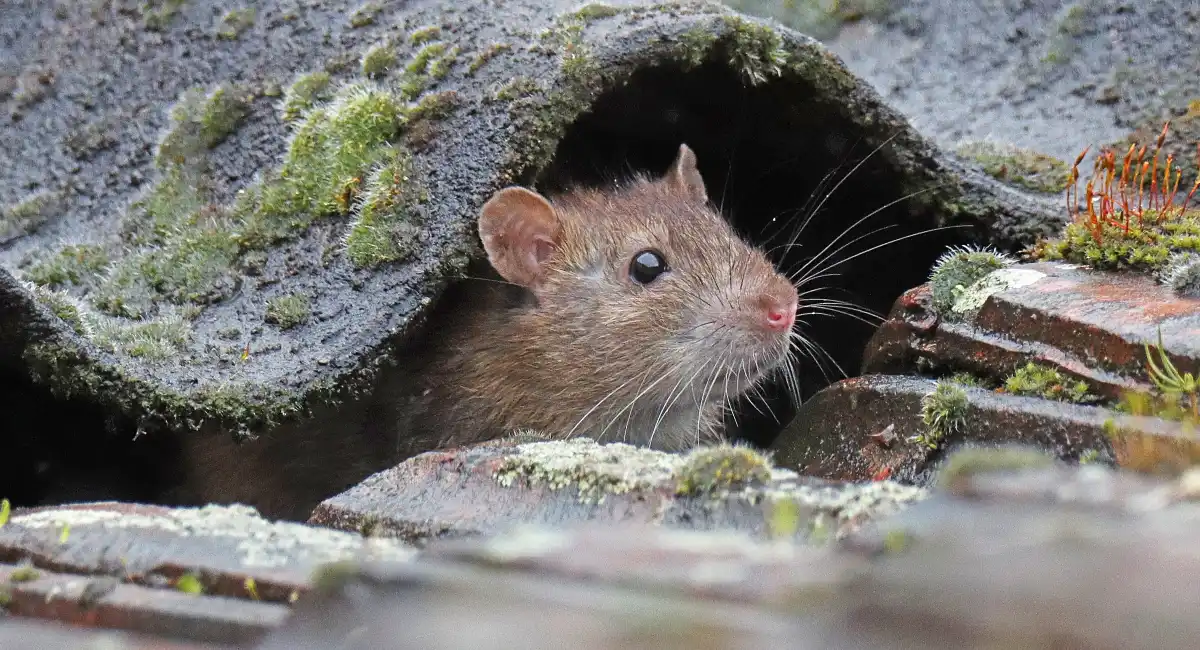 Wanderratte (Rattus norvegicus)