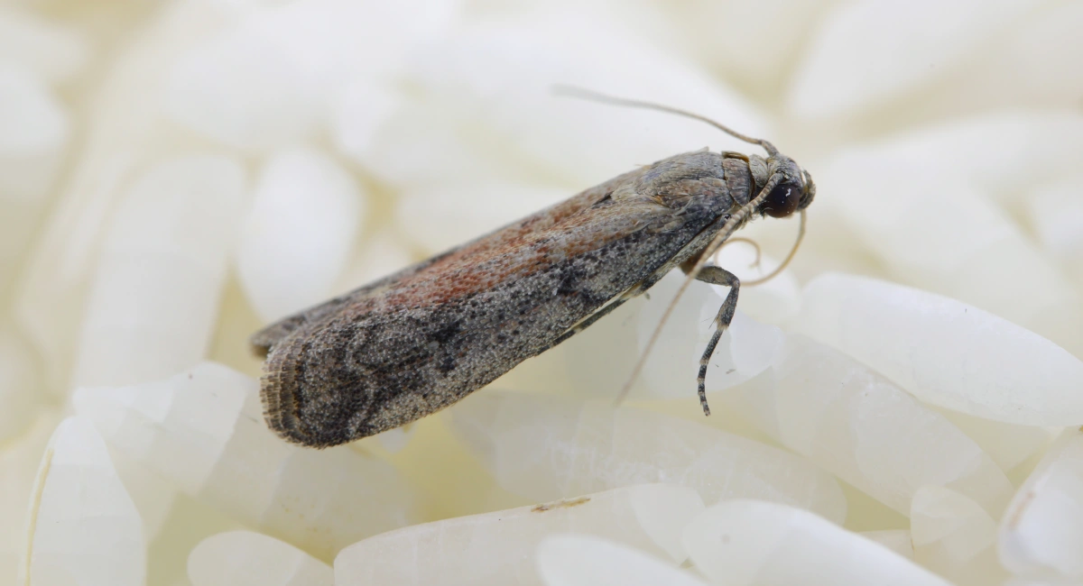 Ephestia elutella