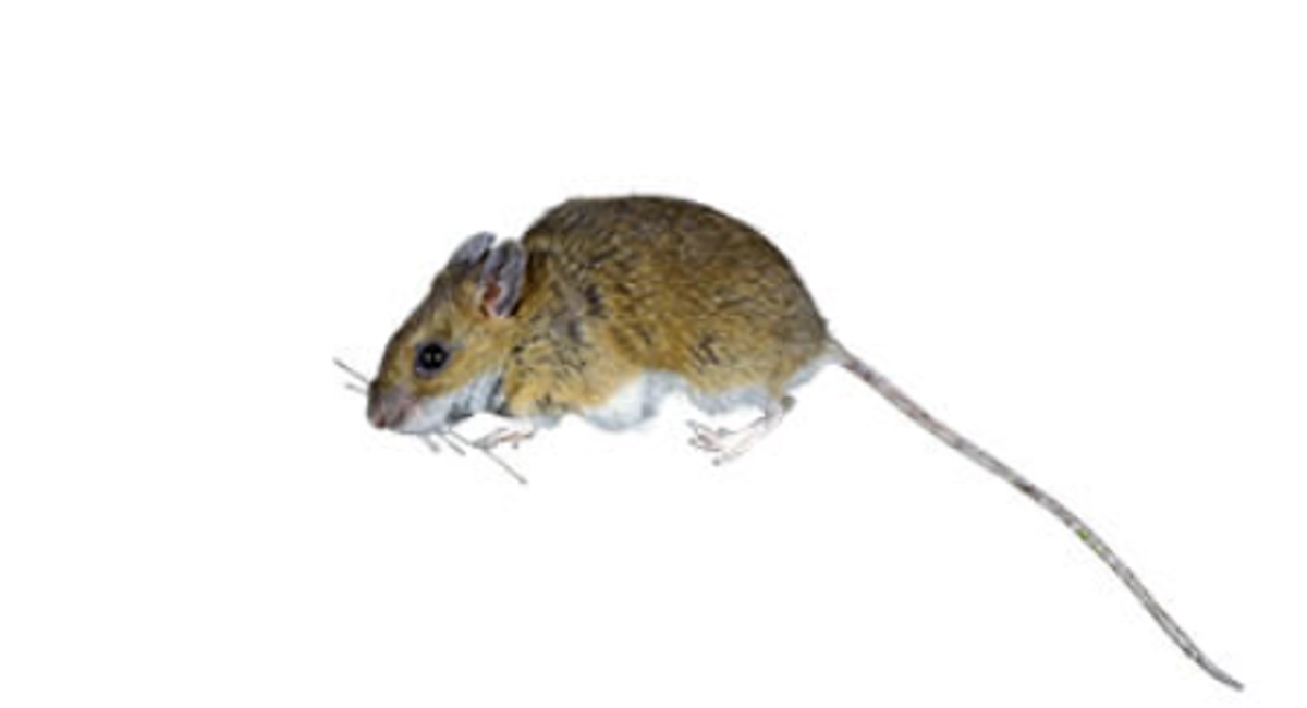 Gelbhalsmaus