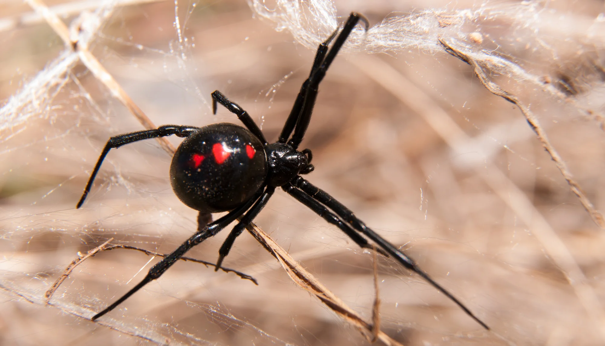 Black widow spider