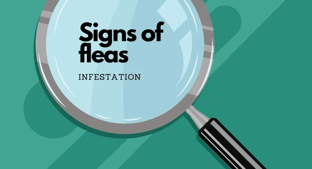 Debugged Blog Can You Get Fleas Without Pets Signs Of Fleas Infestation