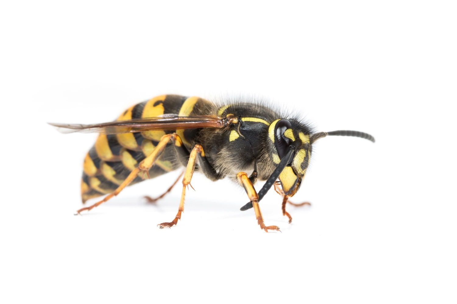 Yellow jackets